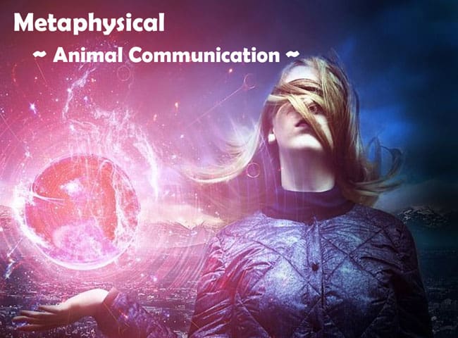 Animal Communication Video